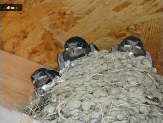 Barn swallow nest