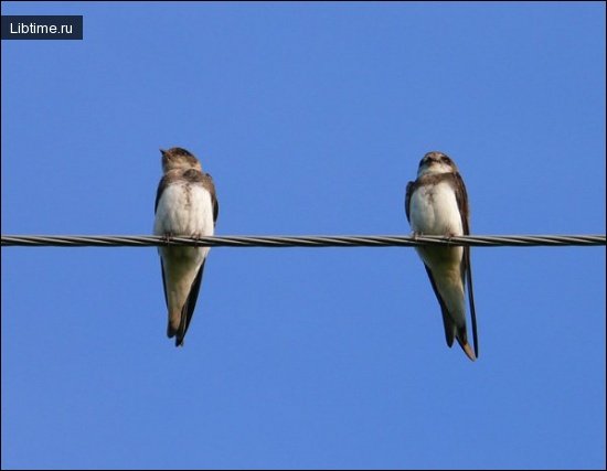 House martins