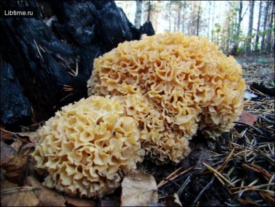 Hen-of-the-woods mushroom