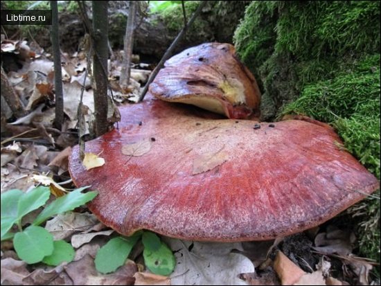 Common beefsteak fungus
