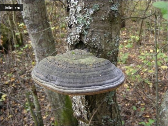 Гриб трутовик
