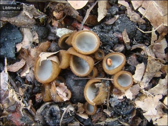 Humaria fungus