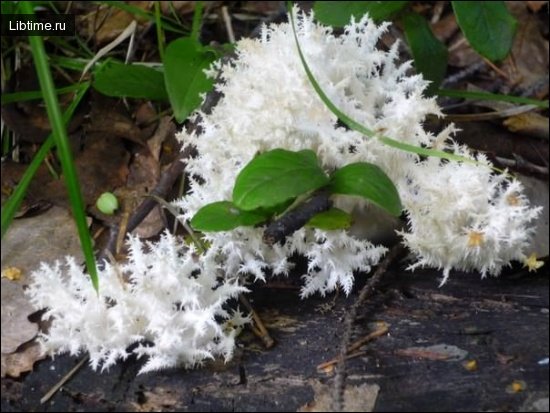 Coral fungus