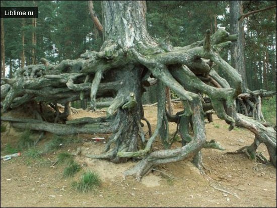 Pine tree roots