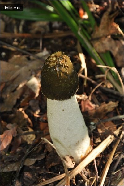 Common stinkhorn