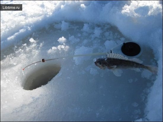 Winter rod for ruff