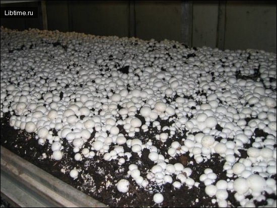 Growing champignons