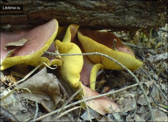 Red tricholoma