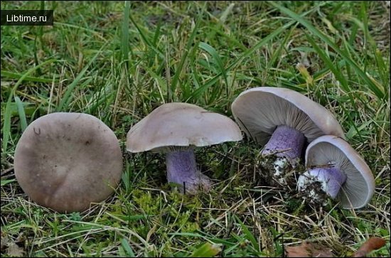 Lilac-legged tricholoma