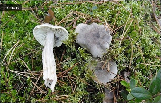 Gray tricholoma