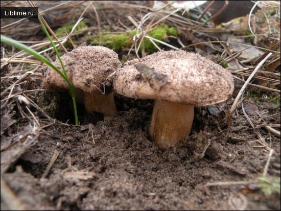 Poplar tricholoma