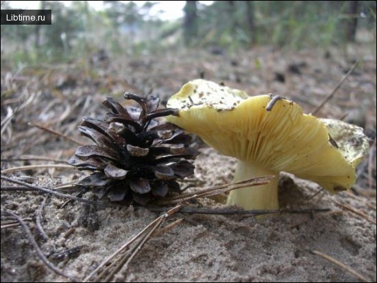 Green tricholoma
