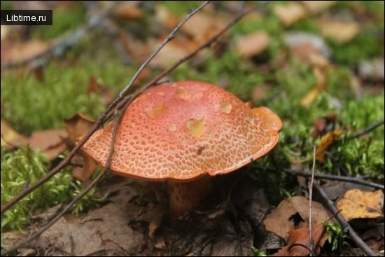 Yellow-red tricholoma