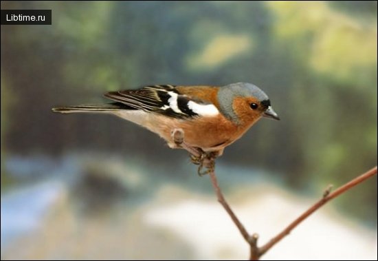 Chaffinch bird