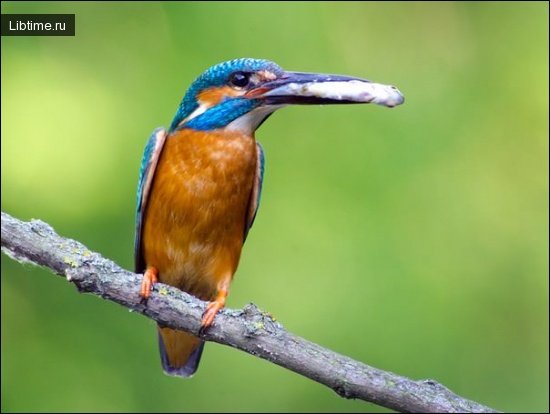 Kingfisher food
