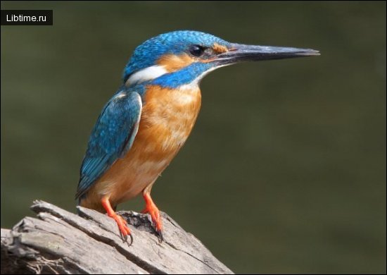 Kingfisher - photo