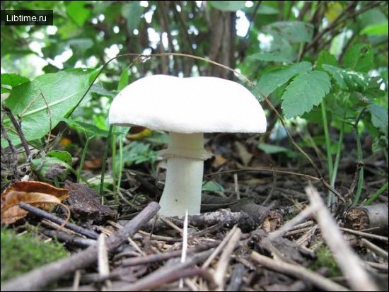 Death cap mushroom