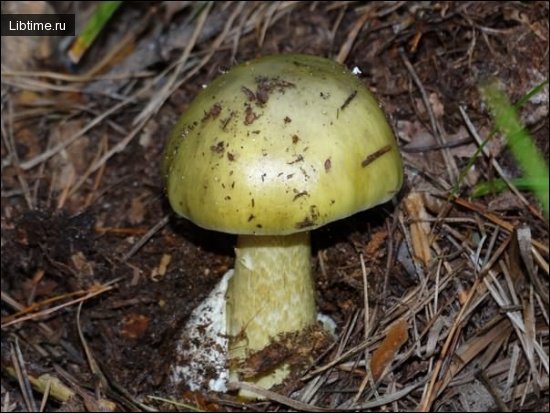 Death cap mushroom - photo