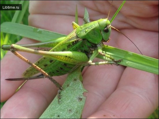 Grasshopper on a hand