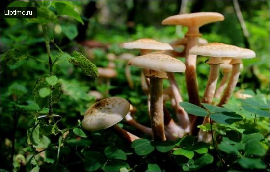 Summer honey mushrooms