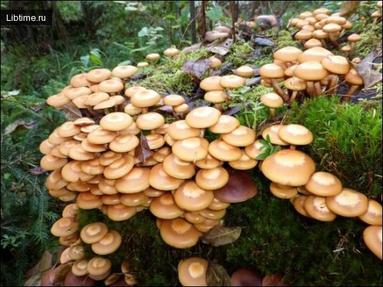 Honey mushrooms - False honey mushrooms
