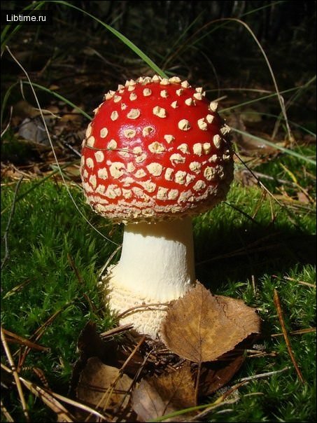 Fly agaric mushroom