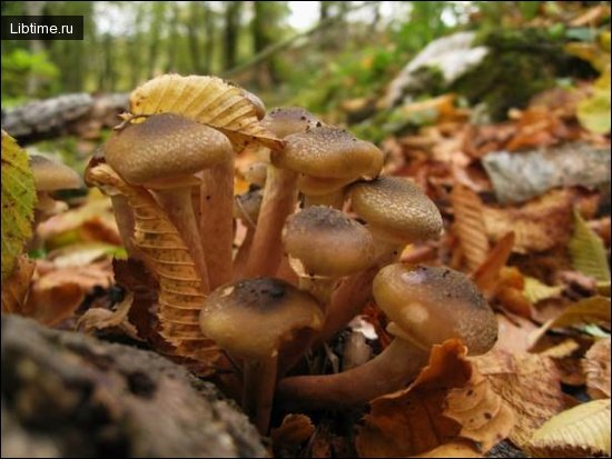 Autumn honey mushrooms