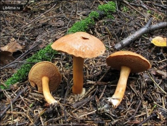 Peppery bolete mushroom