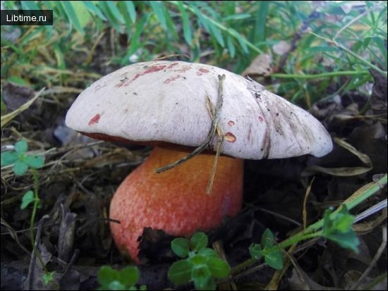 Satan's bolete mushroom