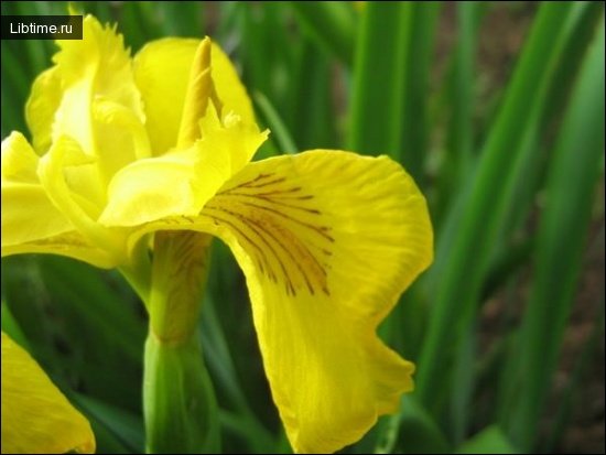 Calamus (sweet flag) in bloom