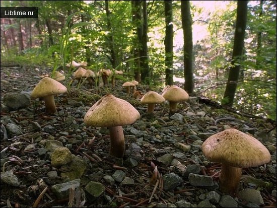 Patouillard's fibrecap mushroom