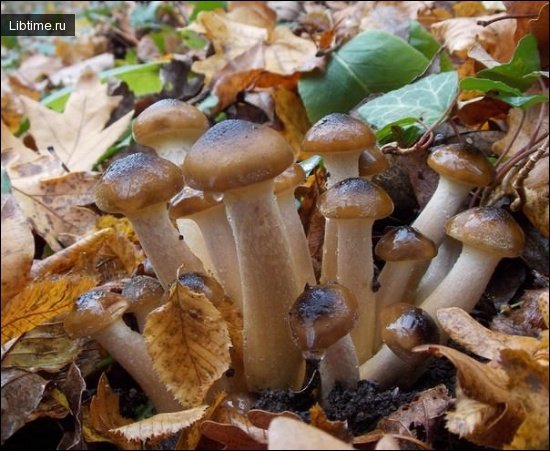 Winter honey mushrooms