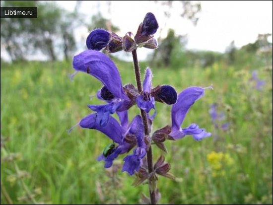Sage flower
