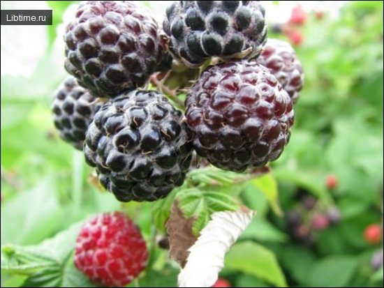 Blackberries