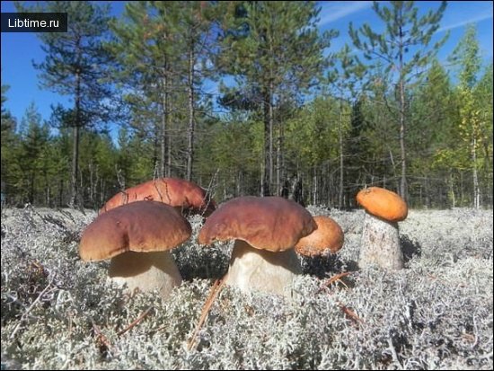 Осенние грибы