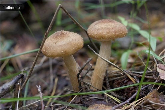 Autumn honey mushrooms
