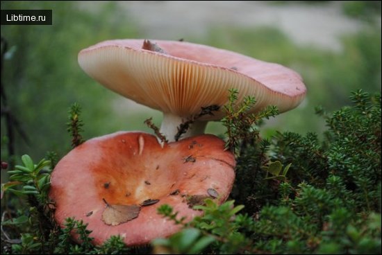 Russula mushrooms