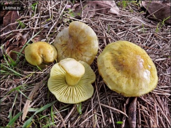 Green agaric mushrooms