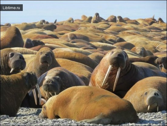 Walrus rookeries