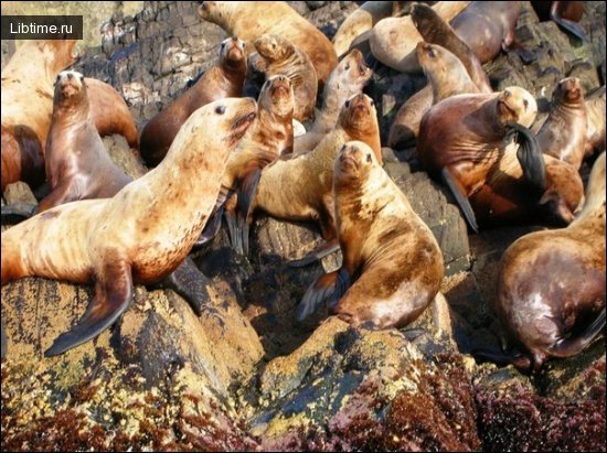 Seals