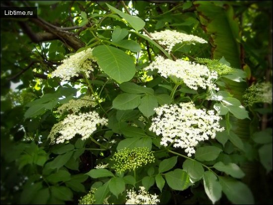 Black elderberry flowers