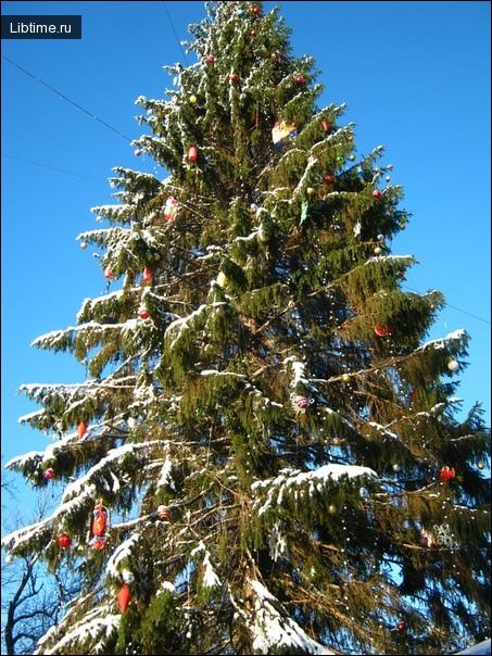 Spruce tree