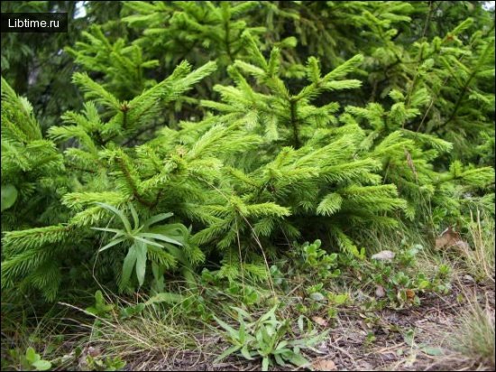 Spruce undergrowth