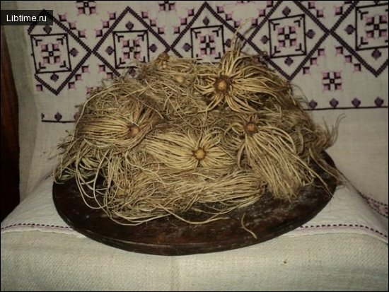 Root system of valerian