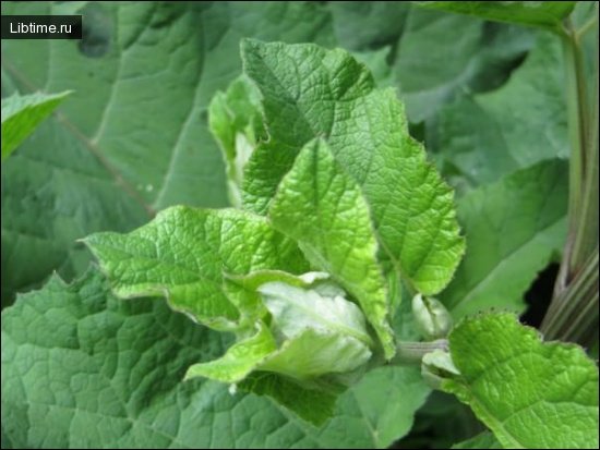 Burdock leaves