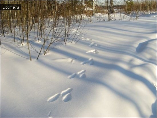 Охота троплением