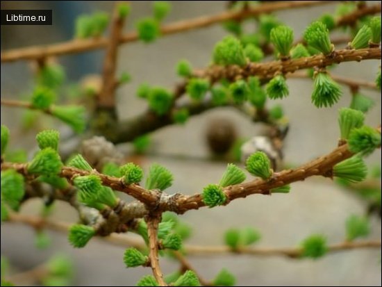 Larch - photo