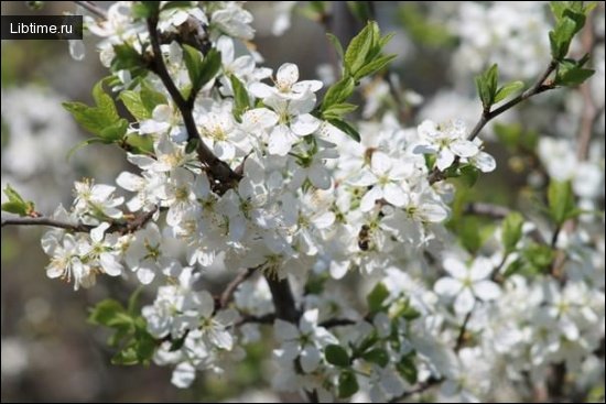 Blackthorn in bloom