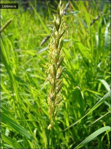 Wheatgrass in bloom