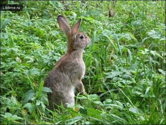 Hare in the bushes